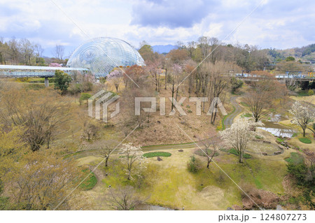 とっとり花回廊　満開の春の花々 124807273
