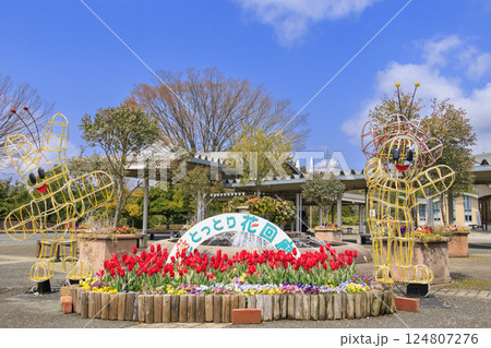 とっとり花回廊 満開の春の花々 とっとり花回廊 満開の春の花々 124807276