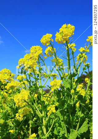 菜の花畑 124807295