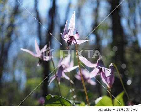 雨上がりの踊るようなカタクリの花(20250404110401) 雨上がりの踊るようなカタクリの花(20250404110401) 124807548
