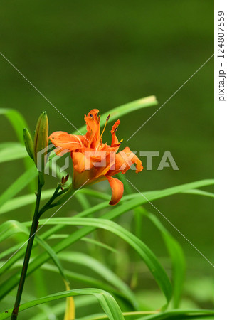 カンゾウの花 カンゾウの花 124807559