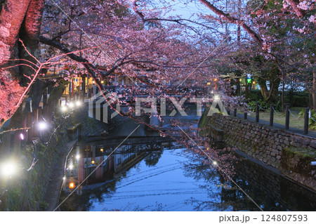 春の城崎温泉 夜桜ライトアップ 春の城崎温泉 夜桜ライトアップ 124807593
