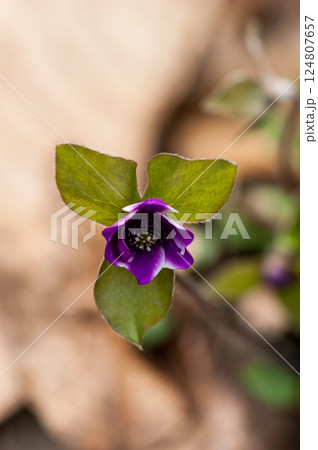 雪割草 紫 雪割草 紫 124807657