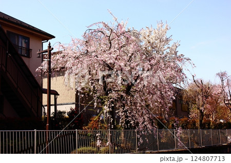 4月の陽射しを浴びる妙正寺川沿いに咲く枝垂桜（3） 124807713