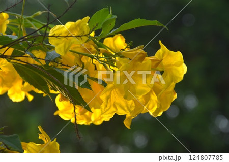 yellow silk cotton flower or Cochlospermum regium blooming from branch in garden on summer yellow silk cotton flower or Cochlospermum regium blooming from branch in garden on summer 124807785
