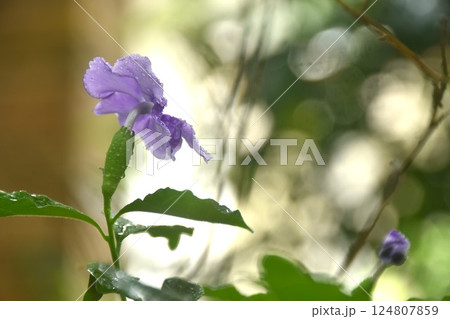 Brunfelsia uniflora purple flower with drop of water blooming from branch in garden on summer Brunfelsia uniflora purple flower with drop of water blooming from branch in garden on summer 124807859