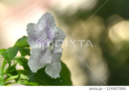 Brunfelsia uniflora purple flower with drop of water blooming from branch in garden on summer Brunfelsia uniflora purple flower with drop of water blooming from branch in garden on summer 124807866
