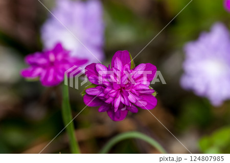 雪割草　赤　赤紫　千重咲き 124807985