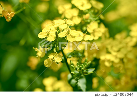 菜の花 124808044