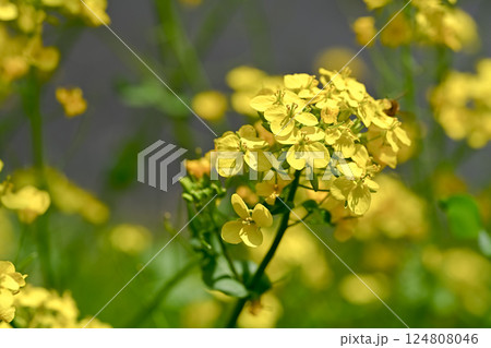 菜の花 菜の花 124808046