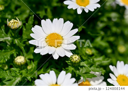 ノースポール ノースポール 124808144