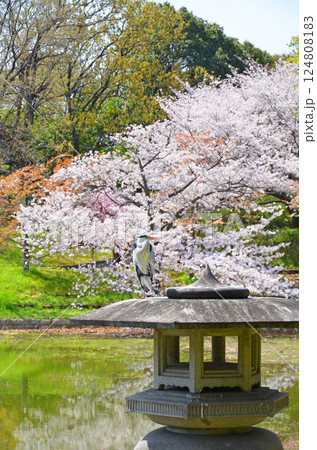 石灯篭に佇むアオサギと桜が咲き誇る水辺の風景（大阪・鶴見緑地公園） 124808183