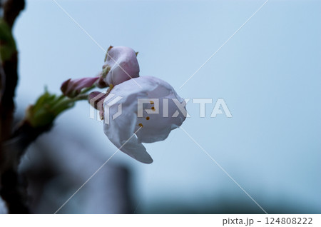 桜 染井吉野(そめいよしの) 124808222