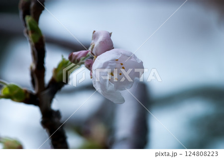 桜 染井吉野(そめいよしの) 桜 染井吉野(そめいよしの) 124808223