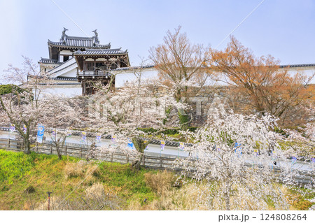 桜満開の福知山城 124808264