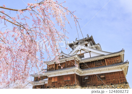 桜満開の福知山城 124808272