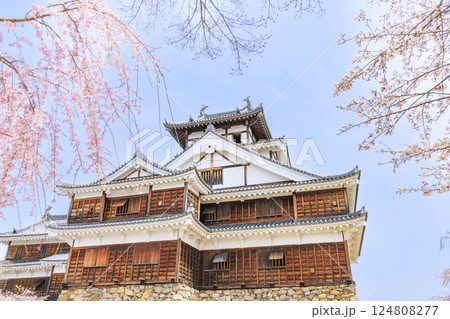桜満開の福知山城 124808277