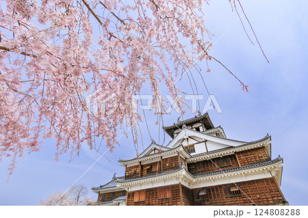 桜満開の福知山城 124808288
