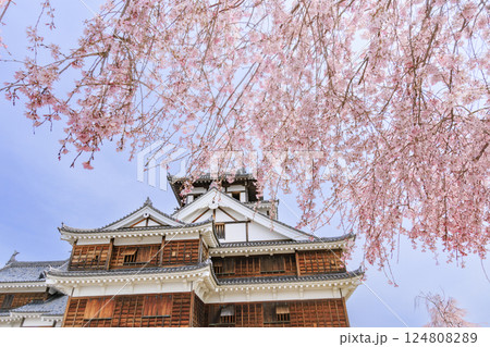 桜満開の福知山城 桜満開の福知山城 124808289