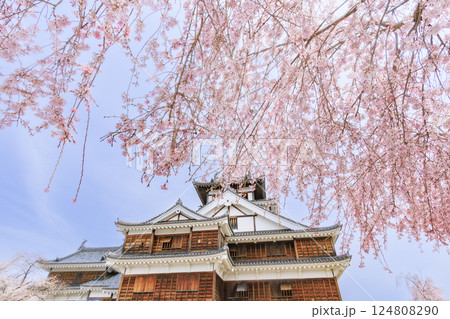 桜満開の福知山城 124808290