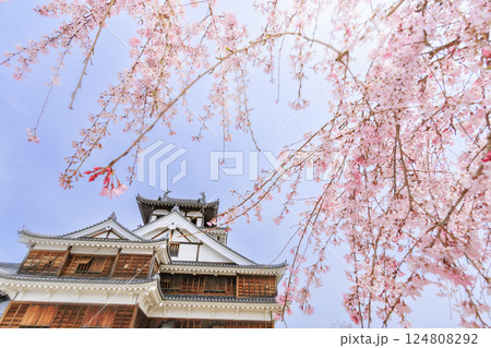 桜満開の福知山城 124808292