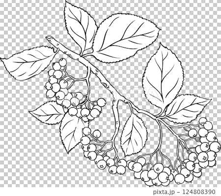 Black Rowan Branch with Berries  Outline Illustration. 124808390