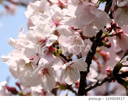 満開の桜：ソメイヨシノ：アップ：天の川の土手：桜並木 124808417