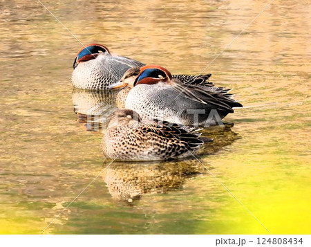 渡り鳥：コガモ＆群れ：ツガイ：天の川：大阪府枚方市 124808434