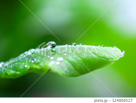 葉についた水滴 124808527