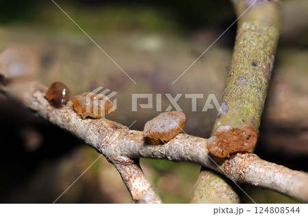 オーガニックなべっこう飴にそっくりな枯れ枝に並ぶ小さなタマキクラゲ(自然環境下ストロボ+マクロ接写) オーガニックなべっこう飴にそっくりな枯れ枝に並ぶ小さなタマキクラゲ(自然環境下ストロボ+マクロ接写) 124808544
