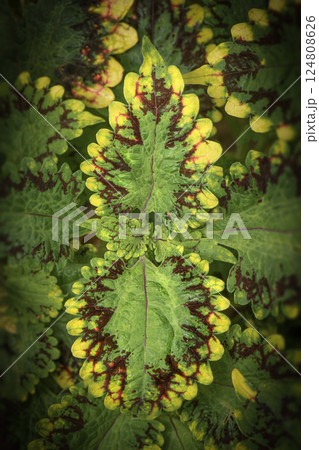 Coleus Plant Flowers 124808626