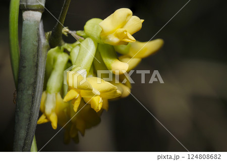 黄色いノササゲの花アップ（自然光+ストロボマクロ接写） 124808682