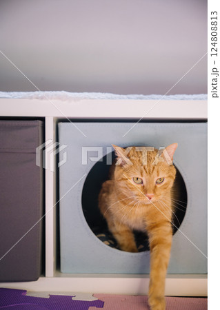 Orange cat exploring a cube-shaped enclosure in a cozy indoor space during daytime Orange cat exploring a cube-shaped enclosure in a cozy indoor space during daytime 124808813