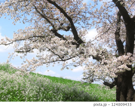 東京都大田区 多摩川21世紀桜並木 東京都大田区 多摩川21世紀桜並木 124809433