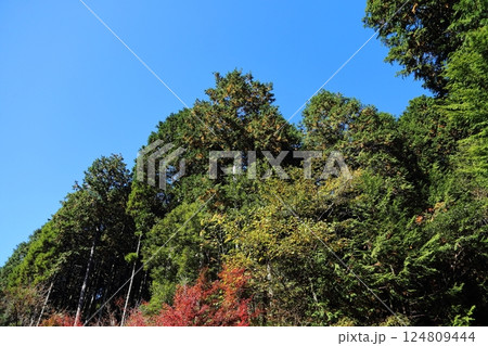 八女市　グリーンピア八女　紅葉、 124809444