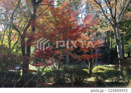 八女市 グリーンピア八女 紅葉、 八女市 グリーンピア八女 紅葉、 124809455