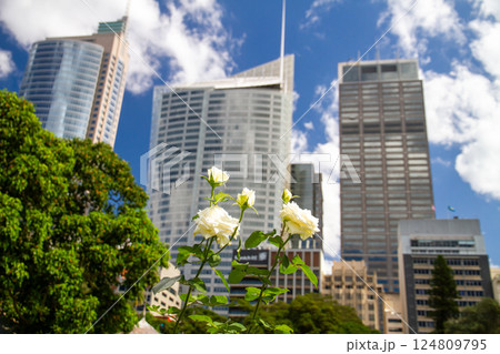 オーストラリア ニューサウスウェールズ州シドニー ロイヤル植物園から市街地の高層ビル群の景色 オーストラリア ニューサウスウェールズ州シドニー ロイヤル植物園から市街地の高層ビル群の景色 124809795