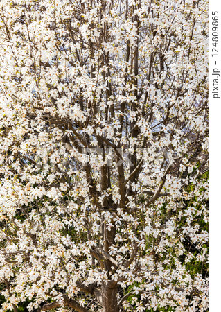 コブシの花,コブシ,花,白,春,4月,山,日本,京都市,花弁,自然,開花,枝,植物,樹木,木,アップ 124809865