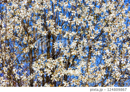 コブシの花,コブシ,花,白,春,4月,山,日本,京都市,花弁,自然,開花,枝,植物,樹木,木,アップ コブシの花,コブシ,花,白,春,4月,山,日本,京都市,花弁,自然,開花,枝,植物,樹木,木,アップ 124809867