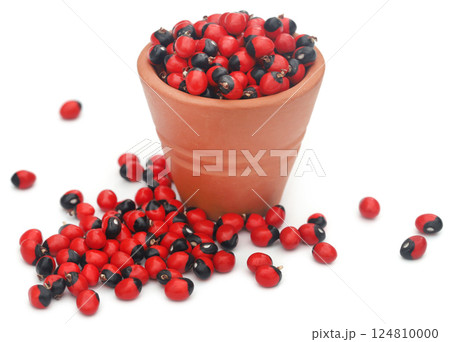 Abrus precatorius or Indian liquorice Seeds over white background 124810000