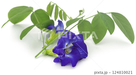 Clitoria ternatea or blue aparajita flower 124810021