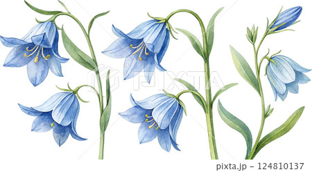 Watercolor Bluebells Watercolor Bluebells 124810137