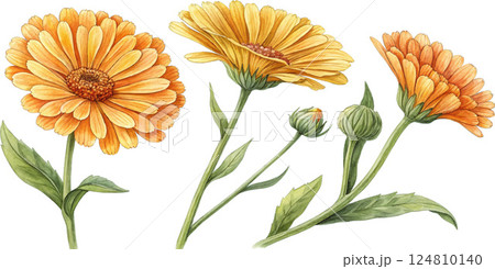 Watercolor Calendula Flowers Watercolor Calendula Flowers 124810140