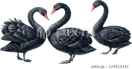 Three Black Swans Watercolor 124810142
