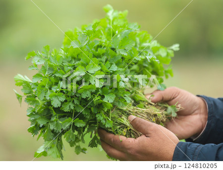 Fresh bunch of coriander leaves 124810205