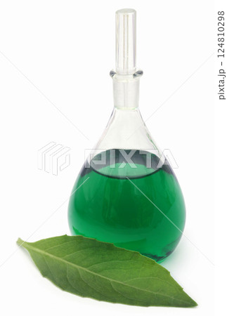 Adhatoda vasica or medicinal Basak leaves 124810298