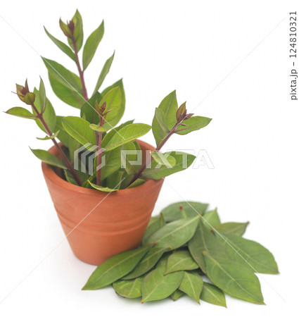 Henna leaves over white background 124810321