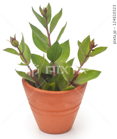 Henna leaves over white background Henna leaves over white background 124810323