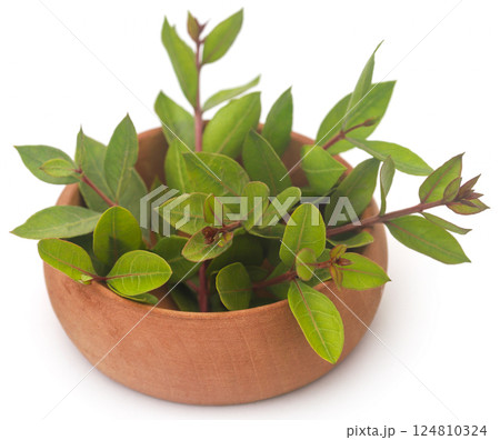 Henna leaves over white background Henna leaves over white background 124810324