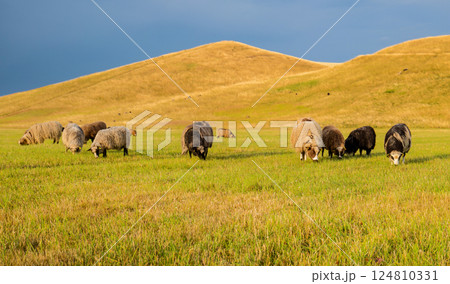 Sheep grazing at Herstedhoje Nature Center of Denmark Sheep grazing at Herstedhoje Nature Center of Denmark 124810331